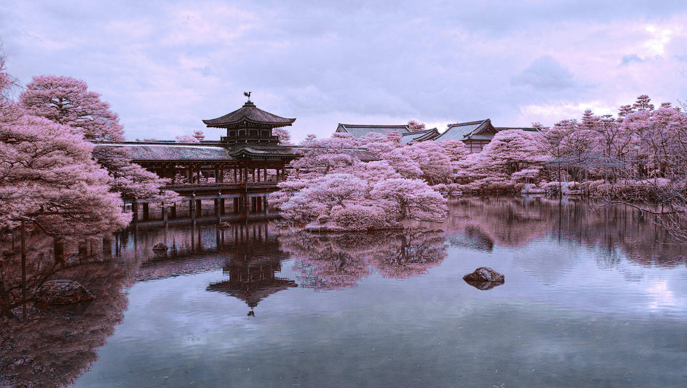 Cherry blossoms in Kyoto